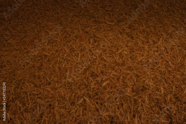 Obraz The coniferous tree falls