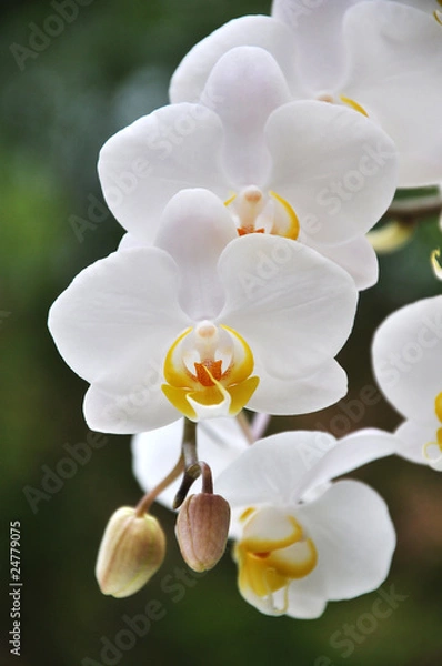 Obraz Orchidea