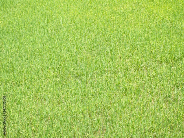 Fototapeta Rice Field