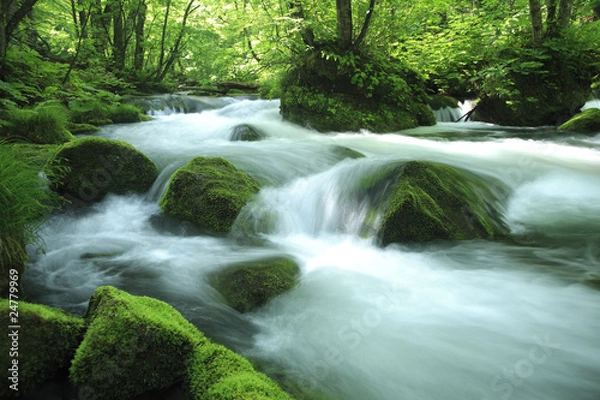 Fototapeta water spring in forest