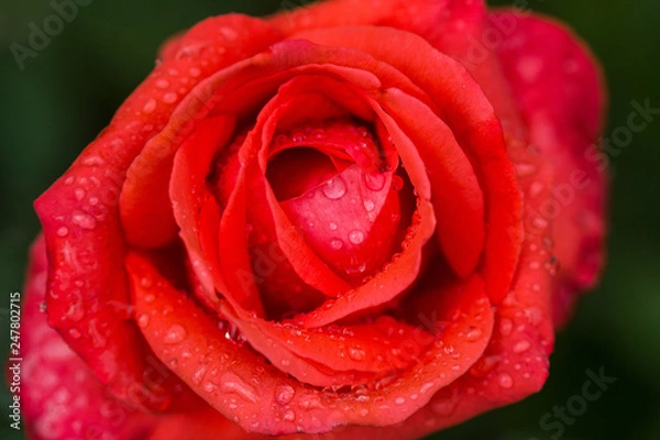 Fototapeta Bright red rose with water drops and morning sun on green background. Macro. close up.