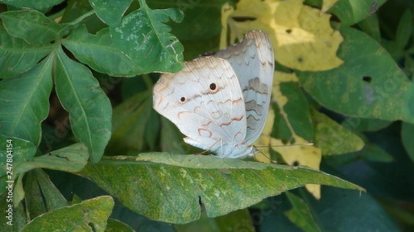 Fototapeta Borboleta
