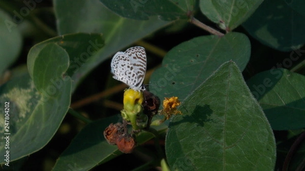 Fototapeta Borboleta
