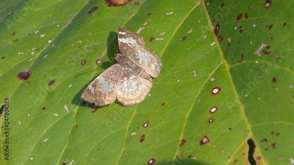 Fototapeta Borboleta