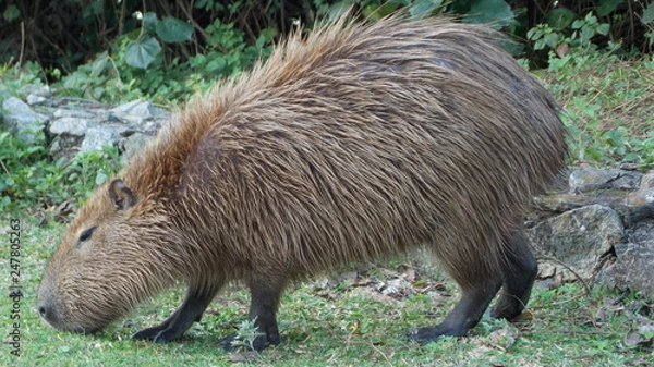 Fototapeta Capivara