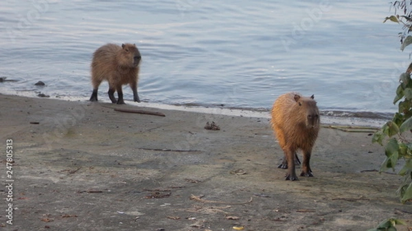 Fototapeta Capivaras