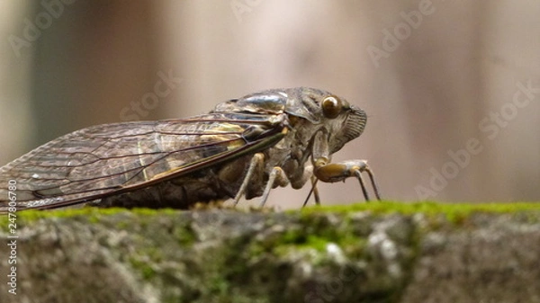 Fototapeta Cigarra