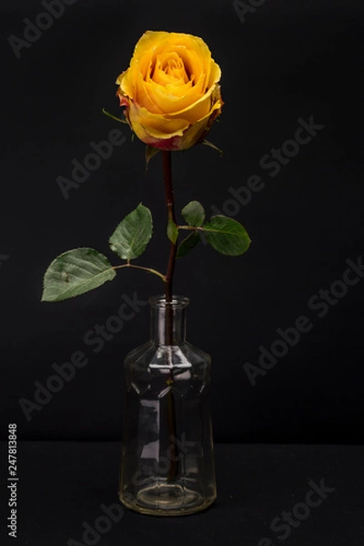 Obraz Yellow Rose Isolated against Black