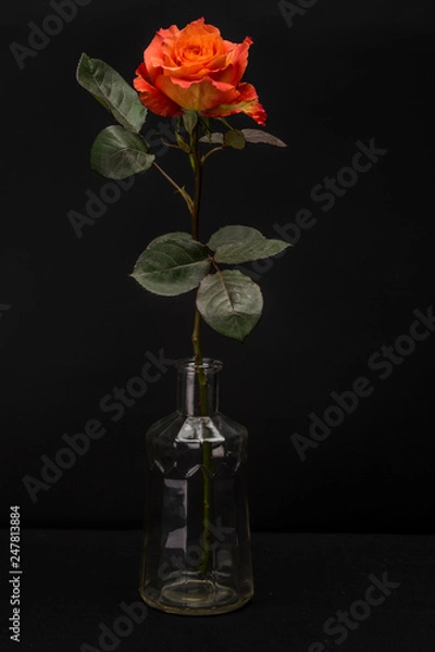 Obraz Orange Rose Isolated against Black