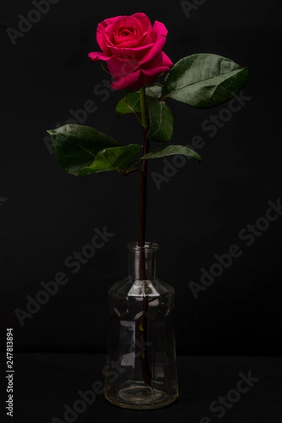 Obraz Red Rose Isolated against Black