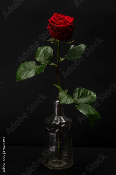 Obraz Dark Red Rose Isolated against Black