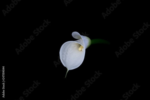 Obraz White arum lily on a black background