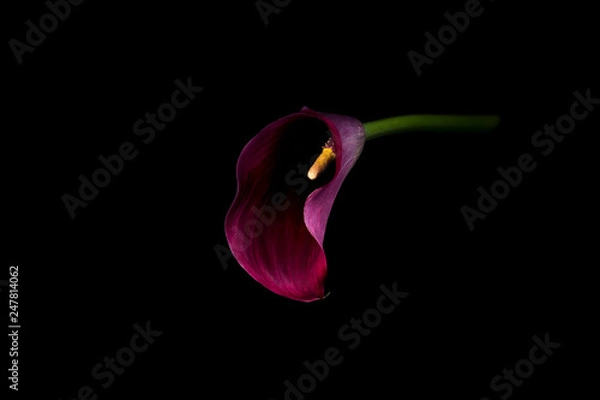 Obraz Purple arum lily on a black background