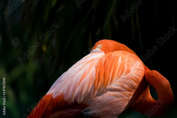 Obraz Flamingo