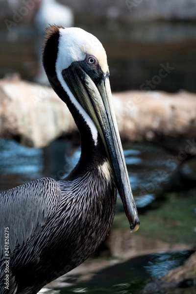Obraz pelican