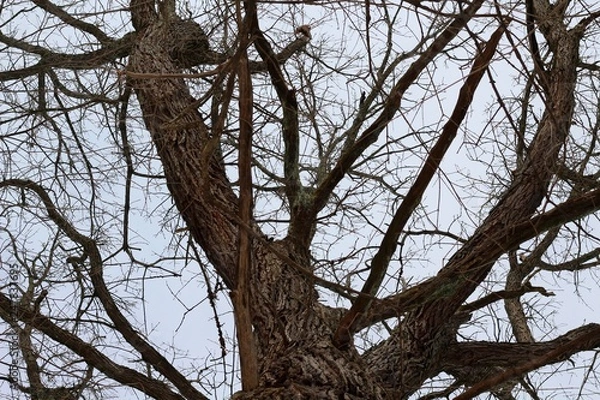 Fototapeta A view of the bare tree branches and the overcast skies.