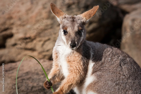 Obraz Australian Yellow Footed Rock Wallaby