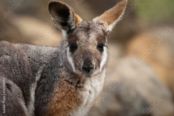 Obraz Australian Yellow Footed Rock Wallaby