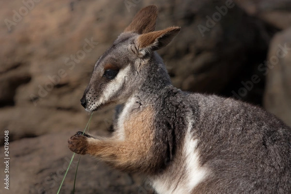 Obraz Australian Yellow Footed Rock Wallaby