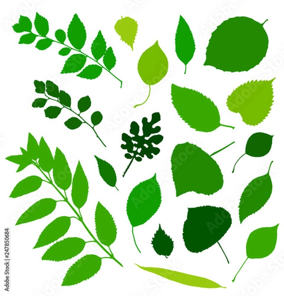 Obraz Green leaves silhouettes set isolated on white background. Vector illustration