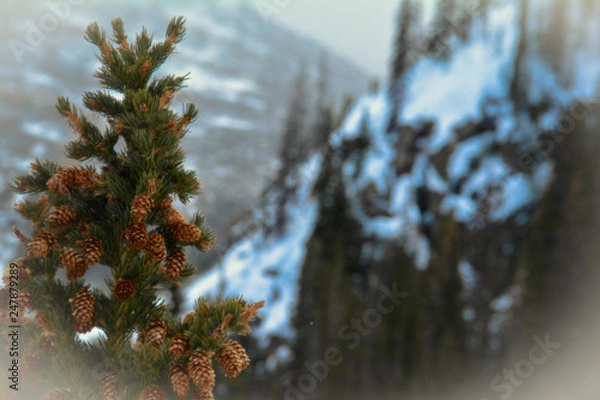 Obraz Rocky Mountain Pine