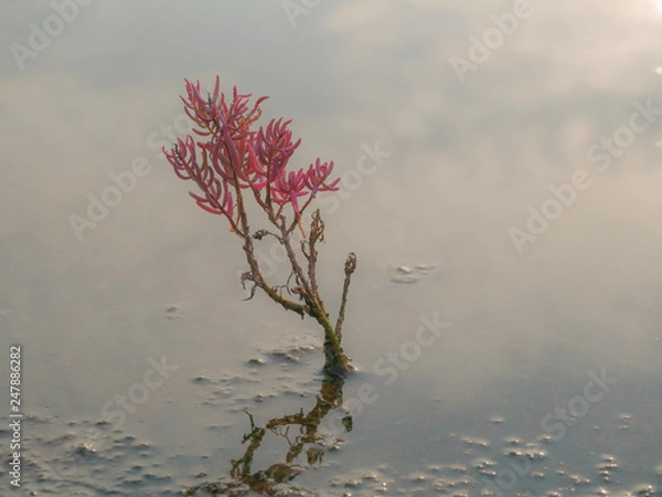Fototapeta Suaeda maritima is a species of flowering plant in the amaranth family. herbaceous seepweed and annual seablite