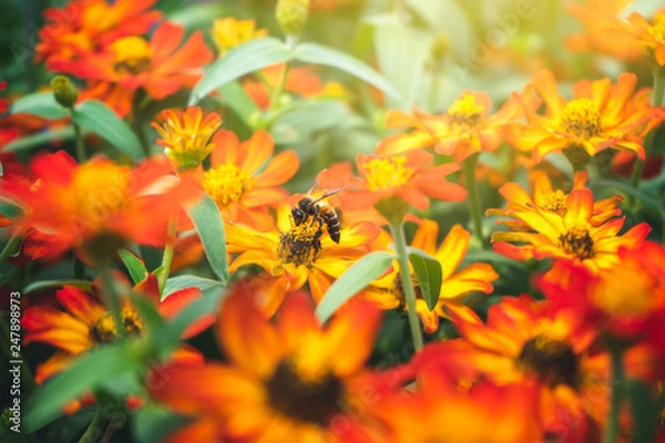 Obraz Amazing picture of a bee sitting on a flower, flower attracting bee are the pollinators of garden, selective focus.