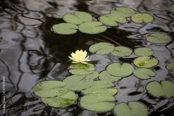 Obraz water lily in pond 2