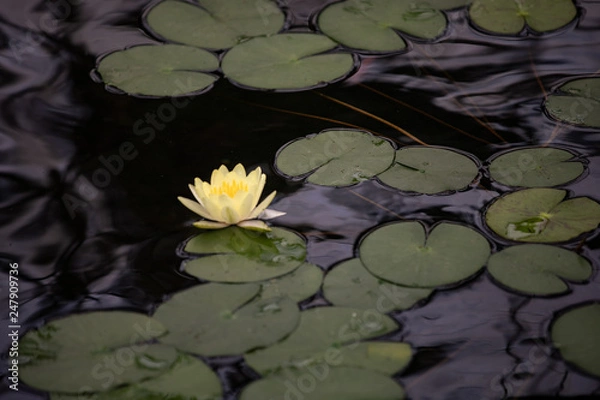 Obraz water lily in pond 1