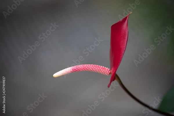 Obraz Pointing in the right direction