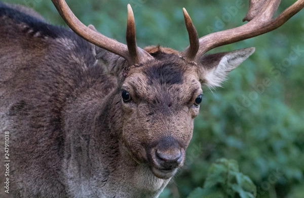 Fototapeta  fallow deer buck