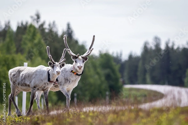 Fototapeta Reindeer at the street
