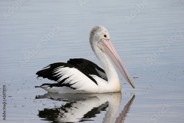 Obraz granville pelican