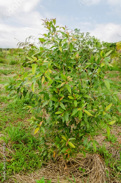 Fototapeta Small Jamun Tree
