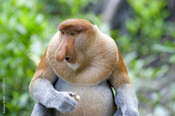 Obraz Proboscis monkey