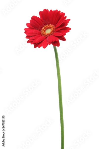 Obraz 赤色のガーベラ