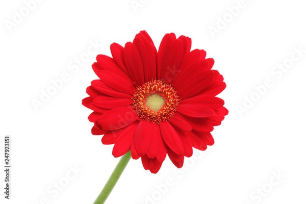 Obraz 赤色のガーベラ