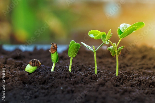 Obraz .Sapling growing from the ground