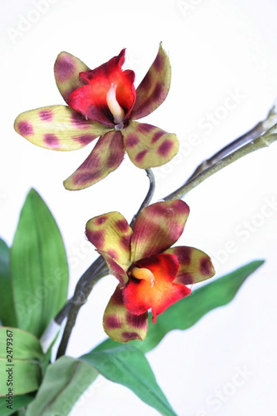 Obraz artificial orchid