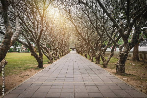 Fototapeta Tunnel of dry Plumeria Tree or Frangipani tree with walking way