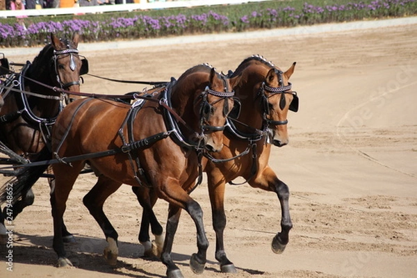 Fototapeta Kaltblüter