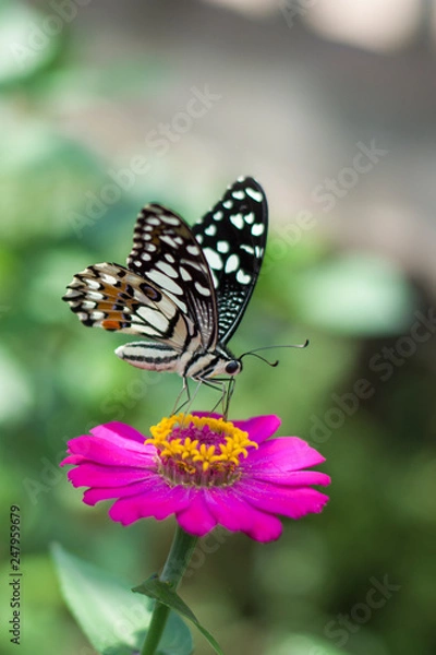 Fototapeta  Butterflies in spring