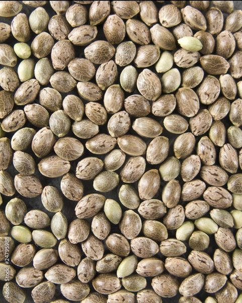 Obraz Hemp seed
