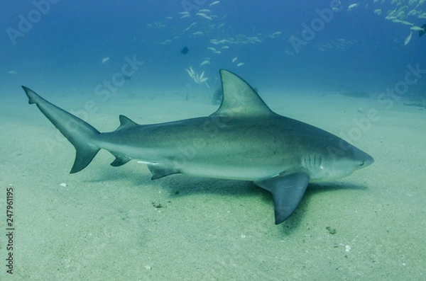 Fototapeta Bull Shark (Carcharhinus leucas). reefs of the Sea of Cortez, Pacific ocean. Cabo Pulmo, Baja California Sur, Mexico. The world's aquarium.