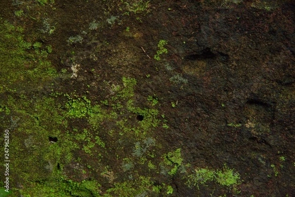 Obraz green moss background