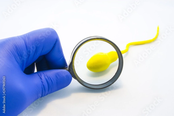 Fototapeta Sperm or semen test or analysis concept photo. Doctor, technician or scientist looks at model sperm cell through magnifying glass on white background. Diagnostics in urology at health and viability