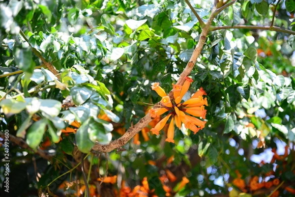 Obraz Orange Radermachera ignea flowers