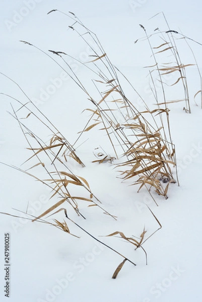 Fototapeta Field grass in winter