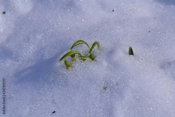 Fototapeta Galanthus nivalis, the snowdrop or common snowdrop in the snow