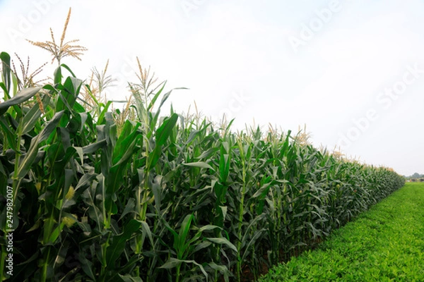 Fototapeta Corn and peanuts in the fields